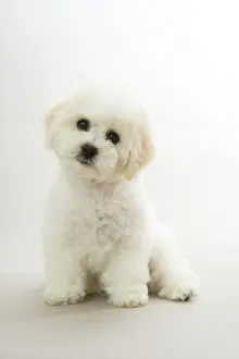 Frises: Dog - Bichon Frise