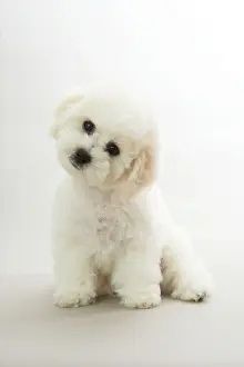 Frises: Dog - Bichon Frise