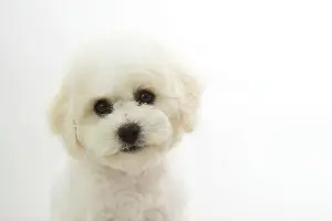 Frises: Dog - Bichon Frise