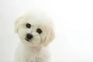Frises: Dog - Bichon Frise