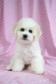Frises: Dog - Bichon Frise