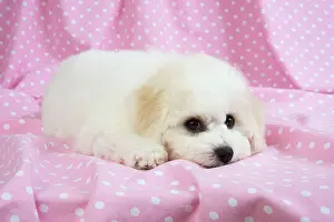 Frises: Dog - Bichon Frise
