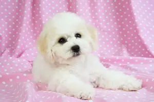 Frises: Dog - Bichon Frise