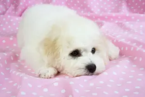 Frises: Dog - Bichon Frise