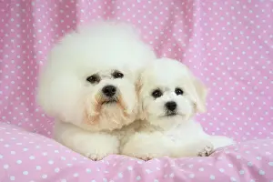Frises: Dog - Bichon Frise