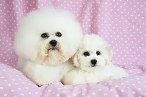 Frises: Dog - Bichon Frise