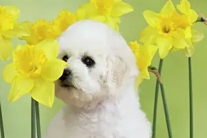 Frises: Dog - Bichon Frise