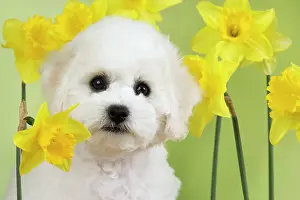 Frises: Dog - Bichon Frise