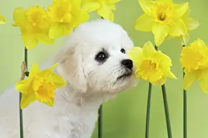 Frises: Dog - Bichon Frise
