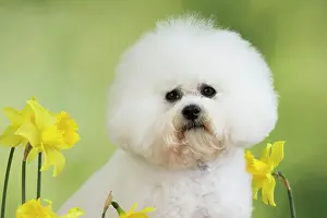 Frises: Dog - Bichon Frise