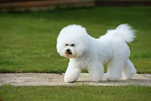 Frises: Dog - Bichon Frise