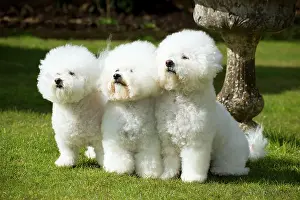 Frises: Dog - Bichon Frise