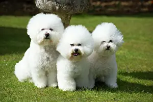 Frises: Dog - Bichon Frise