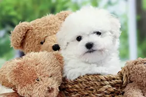 Frise: Dog Bichon Frise