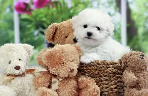 Frise: Dog Bichon Frise
