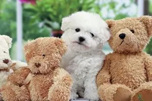 Frise: Dog Bichon Frise