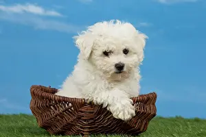 Frises: Dog Bichon Frise 8 week puppy