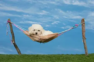 Frises: Dog Bichon Frise 8 week puppy
