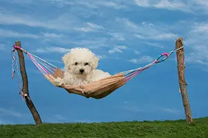 Frises: Dog Bichon Frise 8 week puppy
