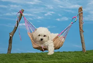 Frises: Dog Bichon Frise 8 week puppy