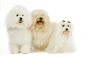Havaneses: Dog - Bichon Frise, Bichon Havanais / Havanese