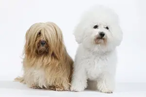 Havanais: Dog - Bichon Frise & Bichon Havanais / Havanese in studio