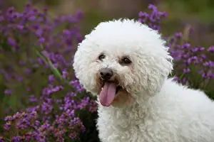Frises: DOG - Bichon frise (head shot)