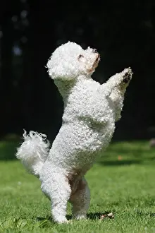 Tricks: Dog - Bichon Frise - on hind legs