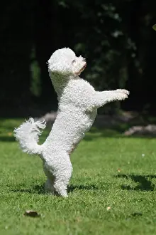 Tricks: Dog - Bichon Frise - on hind legs