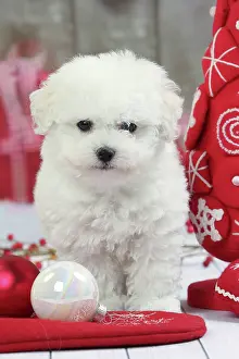 Frises: Dog