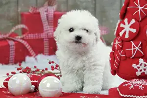 Frises: Dog