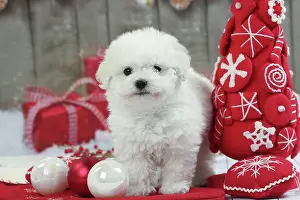 Frises: Dog