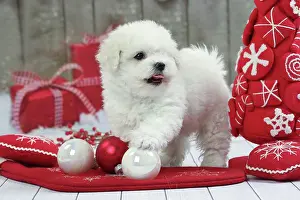 Frises: Dog