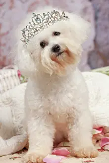 Tiara: Dog - Bichon Frise wearing a tiara