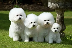 Frises: Dog - Bichon Frise x3 and 8 week old puppy