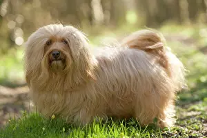 Havaneses: Dog - Bichon Havanais / Havanese