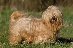 Havaneses: Dog - Bichon Havanais / Havanese