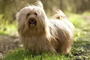 Havanais: Dog - Bichon Havanais / Havanese