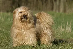 Havanais: Dog - Bichon Havanais / Havanese