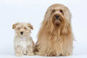 Havaneses: Dog - Bichon Havanais / Havanese adult & puppy in studio