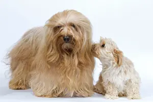 Havaneses: Dog - Bichon Havanais / Havanese adult & puppy in studio