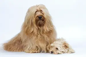 Havaneses: Dog - Bichon Havanais / Havanese adult & puppy in studio