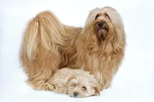 Havaneses: Dog - Bichon Havanais / Havanese adult & puppy in studio