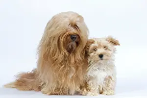 Havaneses: Dog - Bichon Havanais / Havanese adult & puppy in studio