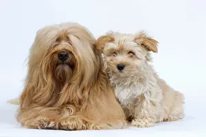 Havaneses: Dog - Bichon Havanais / Havanese adult & puppy in studio
