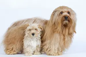 Havaneses: Dog - Bichon Havanais / Havanese adult & puppy in studio