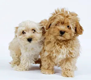 Havaneses: Dog - Bichon Havanais / Havanese puppies in studio