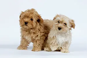 Havaneses: Dog - Bichon Havanais / Havanese puppies in studio