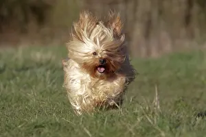 Havaneses: Dog - Bichon Havanais / Havanese - running towards camera