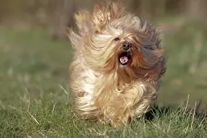 Havaneses: Dog - Bichon Havanais / Havanese - running towards camera